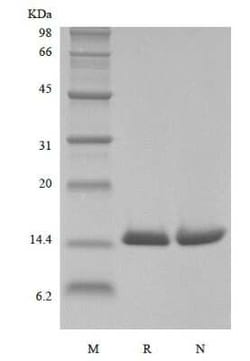 Novus Biologicals&trade;&nbsp;Recombinant Human MIF His Avi-tag Protein [Biotin]